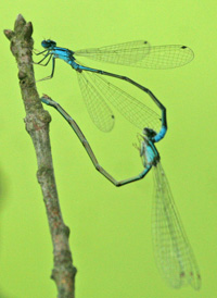 Turquoise Bluet